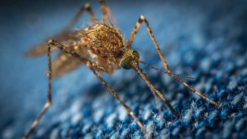 Skuteczne, naturalne sposoby na komary i insekty